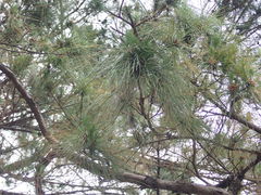 Pinus luchuensis