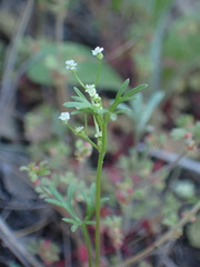 Apiastrum angustifolium