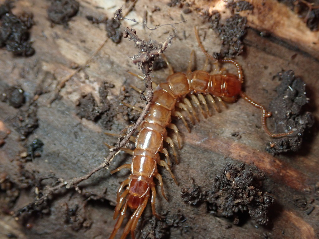 Lithobiidae from Onondaga, New York, United States on March 30, 2021 at ...