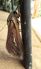 Abantiades hydrographus