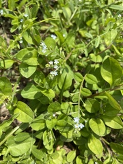 Trigonotis peduncularis