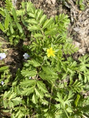 Potentilla supina