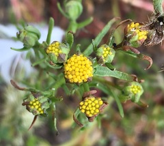 Amblyopappus pusillus