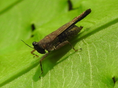 Systolederus cinereus