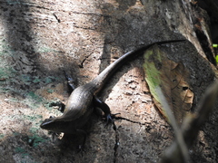 Eutropis multifasciata