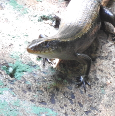 Eutropis multifasciata