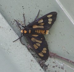 Eressa geographica