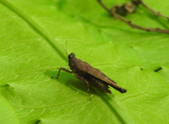 Systolederus cinereus