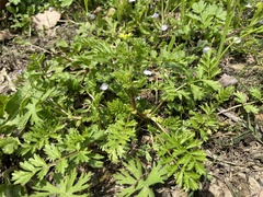 Potentilla supina