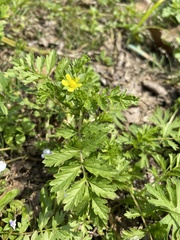 Potentilla supina