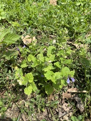 Scutellaria tuberifera