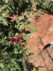 Acmispon grandiflorus grandiflorus