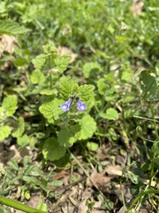 Scutellaria tuberifera