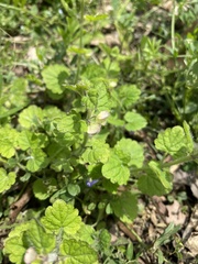 Scutellaria tuberifera