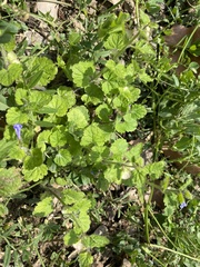 Scutellaria tuberifera
