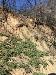 Acmispon grandiflorus grandiflorus