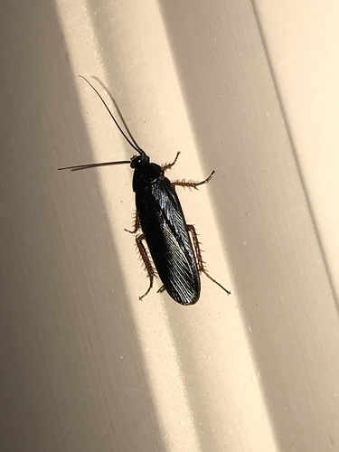 Dark Wood Cockroach photo 6