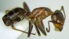 Liometopum apiculatum