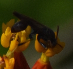Mischocyttarus mexicanus cubicola