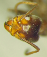 Liometopum apiculatum