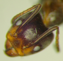 Liometopum apiculatum