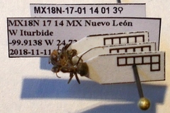 Liometopum apiculatum