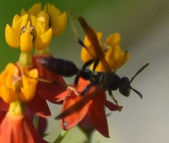Mischocyttarus mexicanus cubicola
