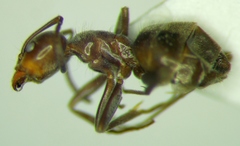 Liometopum apiculatum