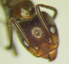 Liometopum apiculatum