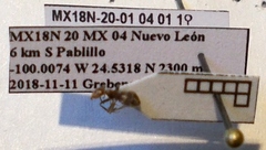 Liometopum apiculatum