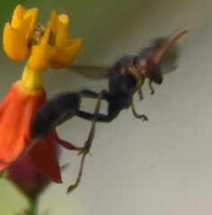 Mischocyttarus mexicanus cubicola