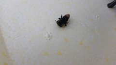 Megachile amparo