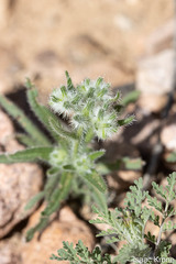 Johnstonella