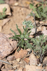 Johnstonella