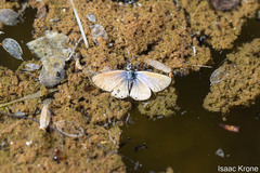 Leptotes marina