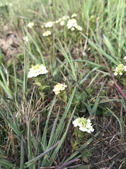 Triphysaria floribunda