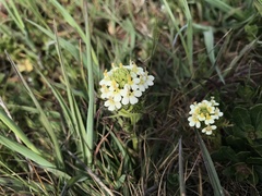 Triphysaria floribunda