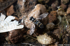 Pseudoscaeva diversifasciata