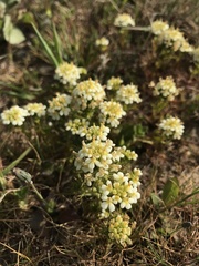 Triphysaria floribunda