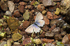 Leptotes marina