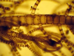 Spyridia hypnoides