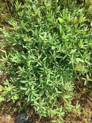 Trifolium palmeri