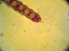 Spyridia hypnoides