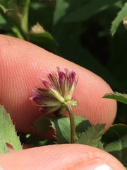 Trifolium palmeri