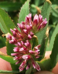 Trifolium palmeri