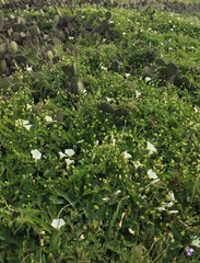 Calystegia macrostegia amplissima
