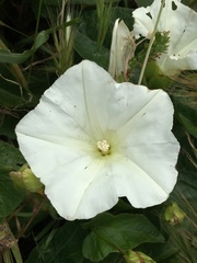Calystegia macrostegia amplissima