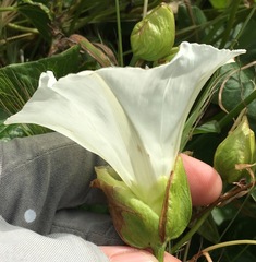 Calystegia macrostegia amplissima