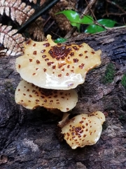 Pholiota glutinosa