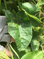 Calystegia macrostegia amplissima